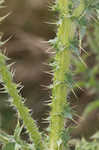 Spiny plumeless thistle